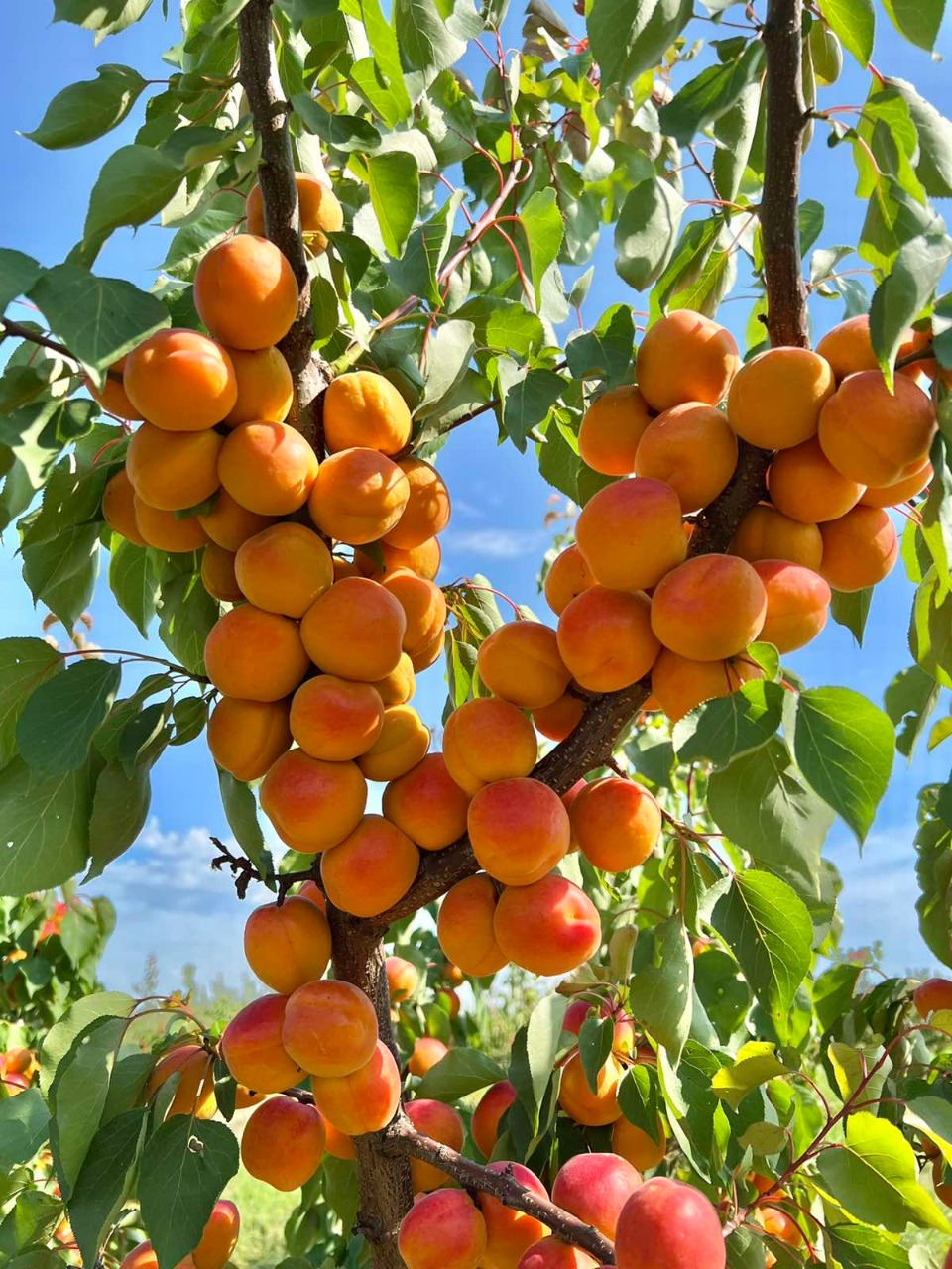 Apricots